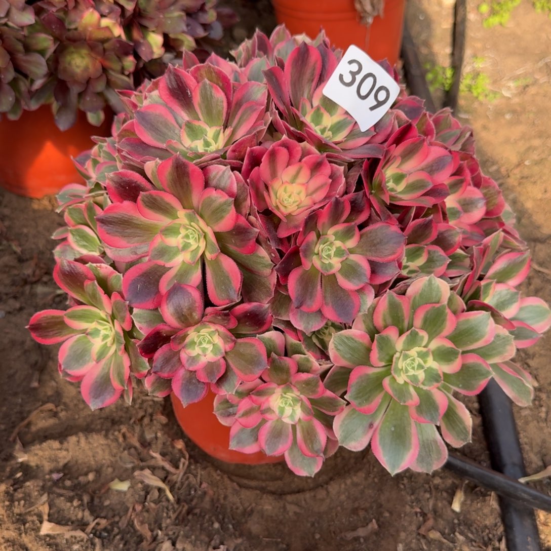 粉女郎法师多肉309号法师多肉