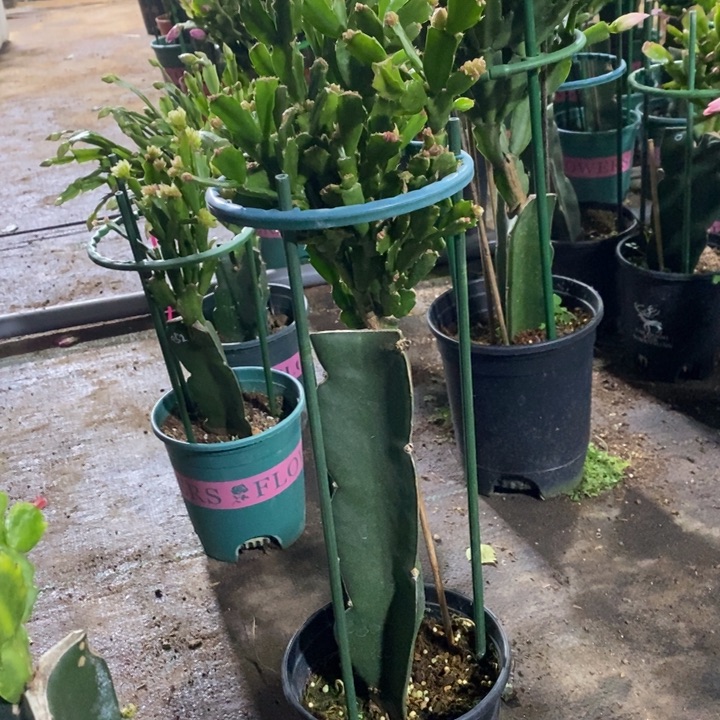 大部分花苞少量开放700嫁接028