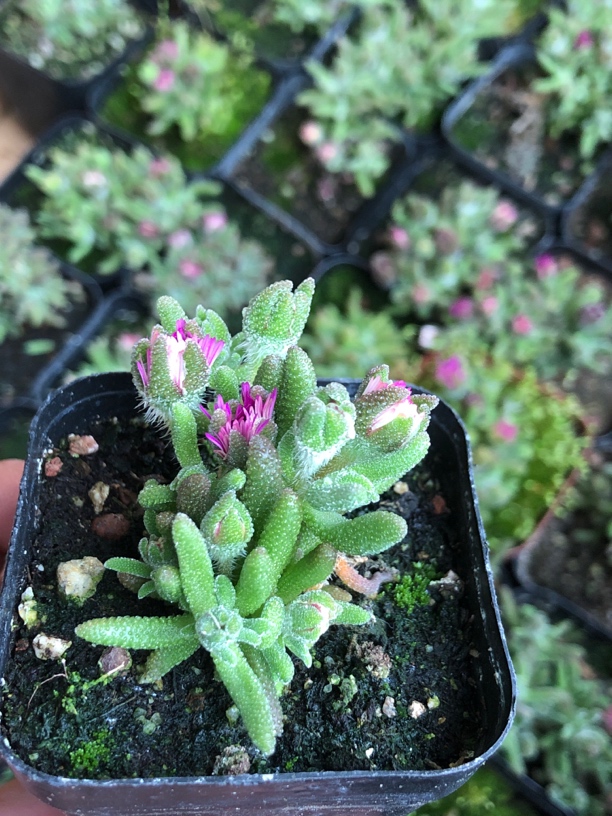 狐尾枝干番杏一盆多肉植物