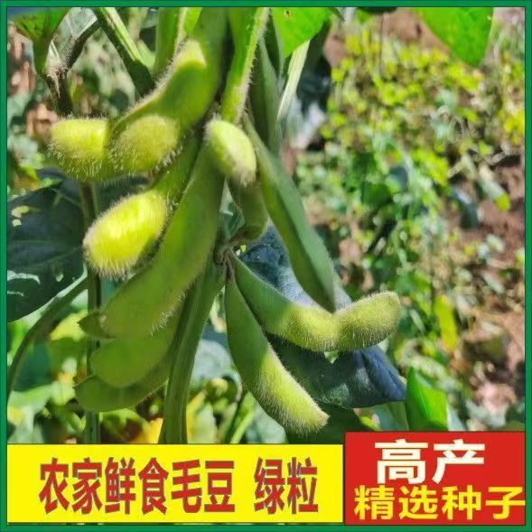 新鲜带壳毛豆青豆荚精选采摘应季新鲜饱满农家自种