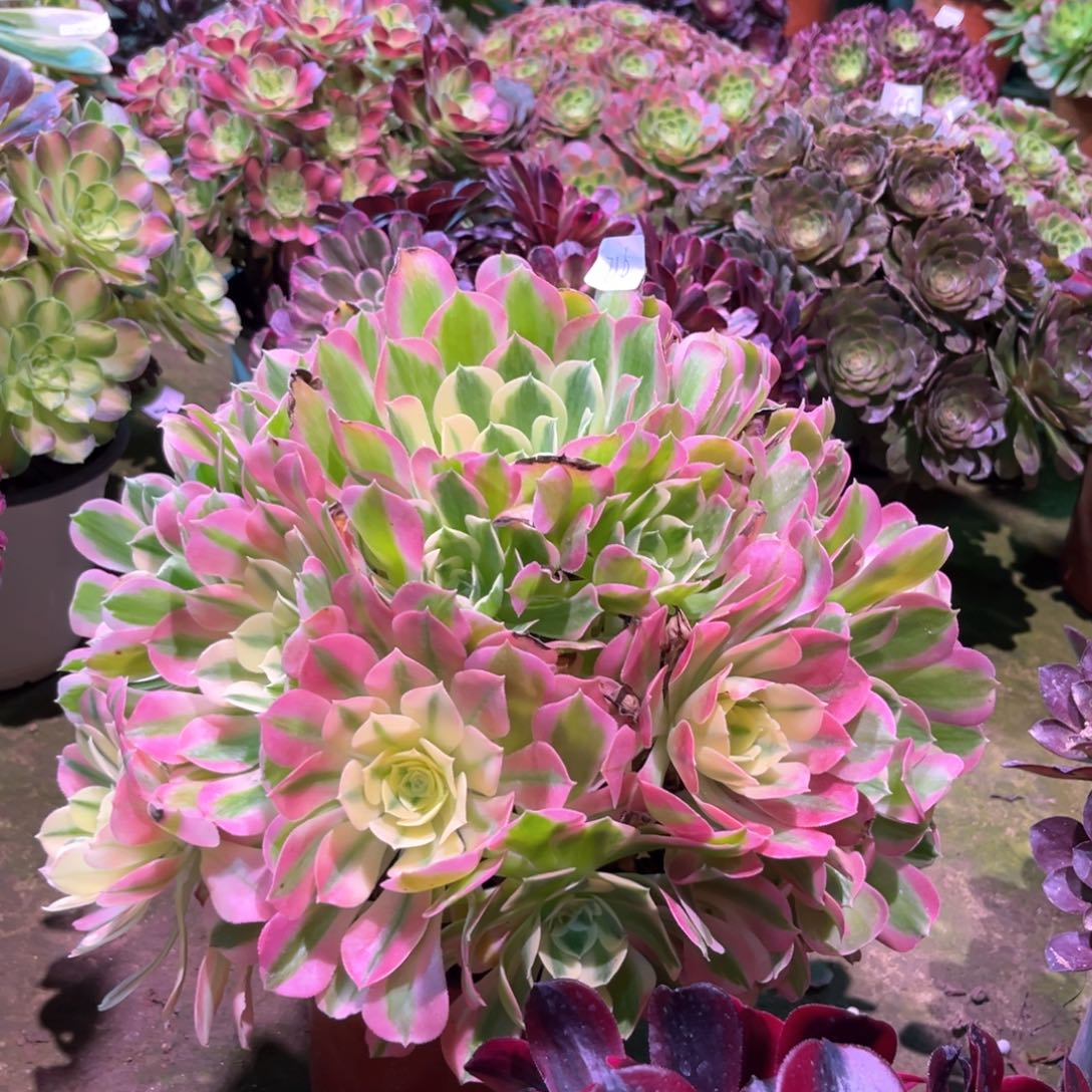 多肉植物白凤716