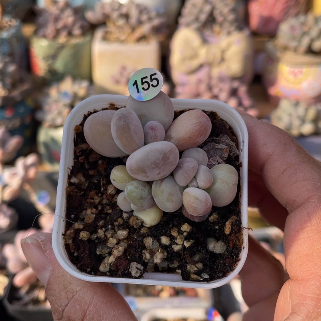 西瓜奶酪多肉植物