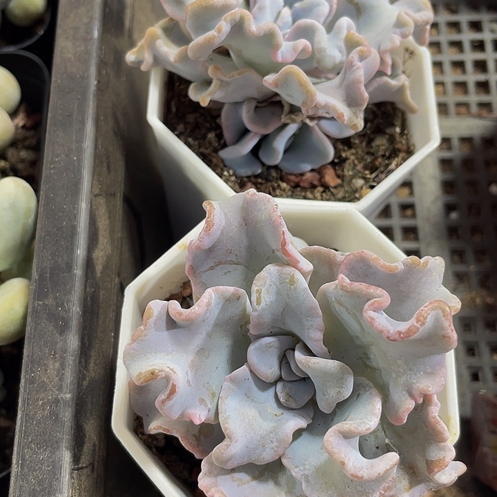 八角盆白饺子带盆土发