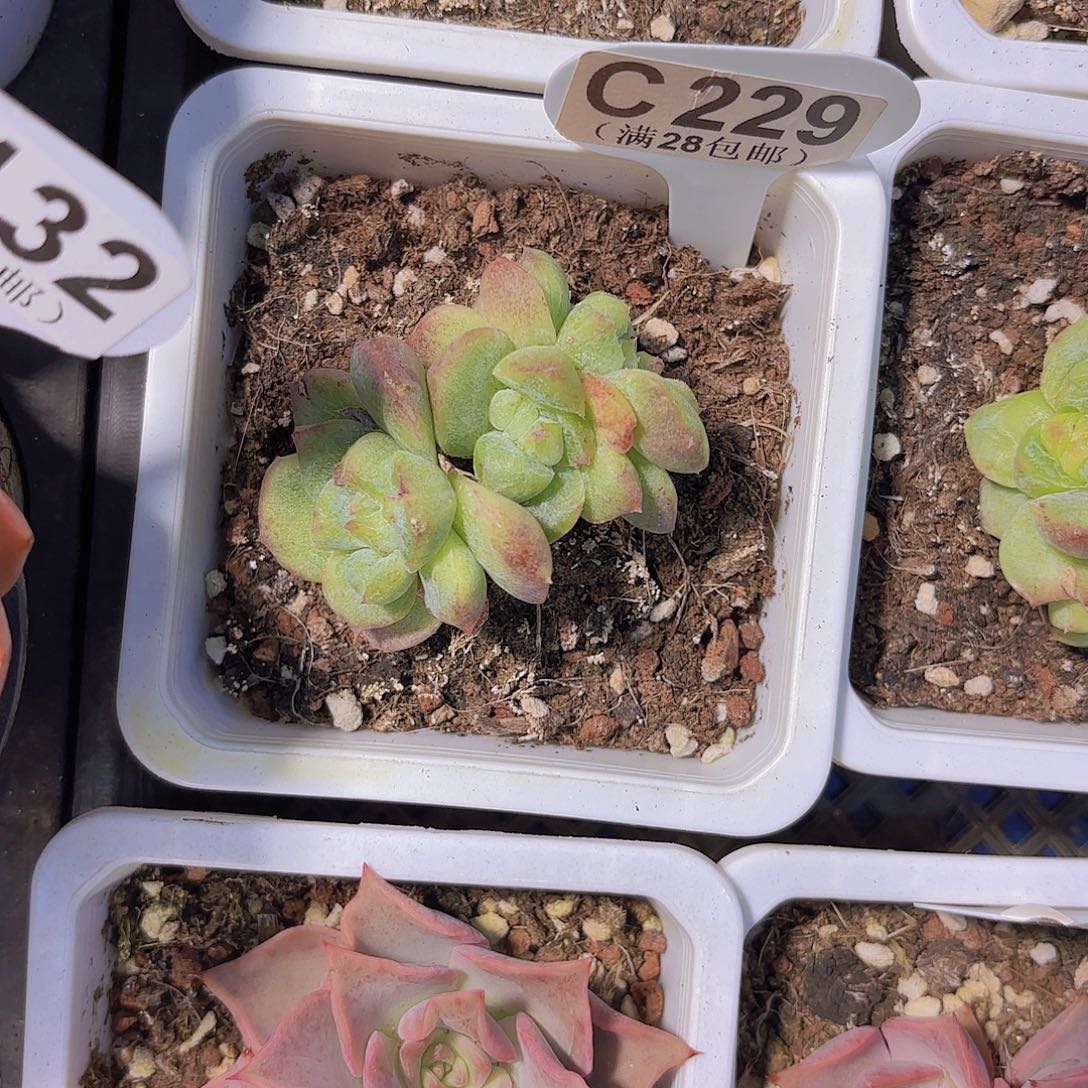 C229阿尔巴家人石化一物一拍