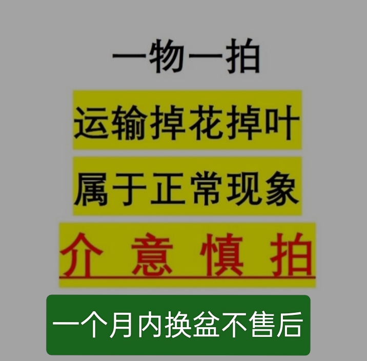 一物一拍.三角梅盆栽四季开花好养活种活后可开花适合阳台庭院