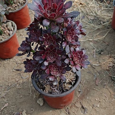 黑法师中班法师7