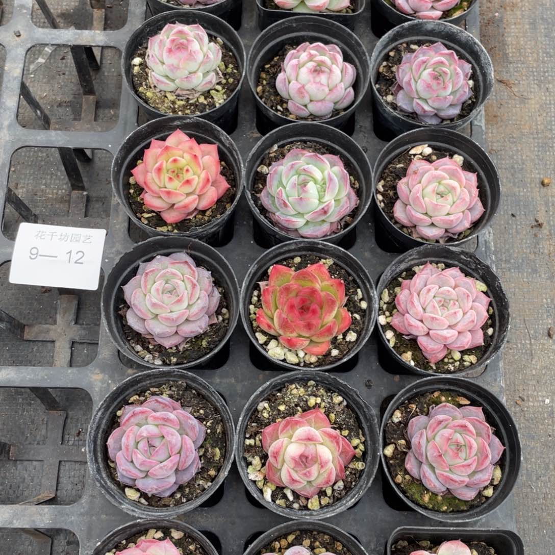 一物一拍18棵9-12