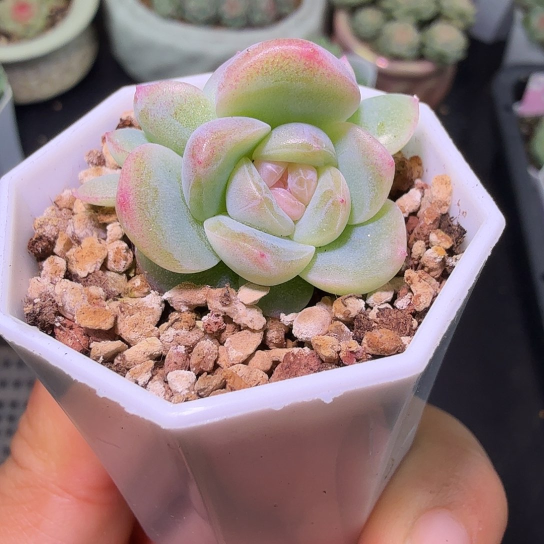 火烈鸟双头二十包邮