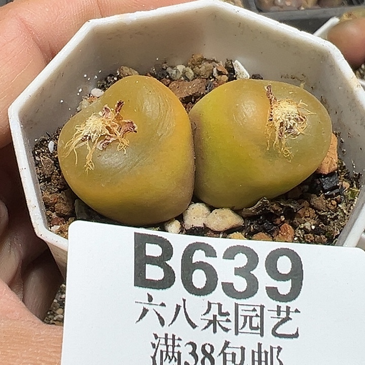 639号毛汗尼多肉植物
