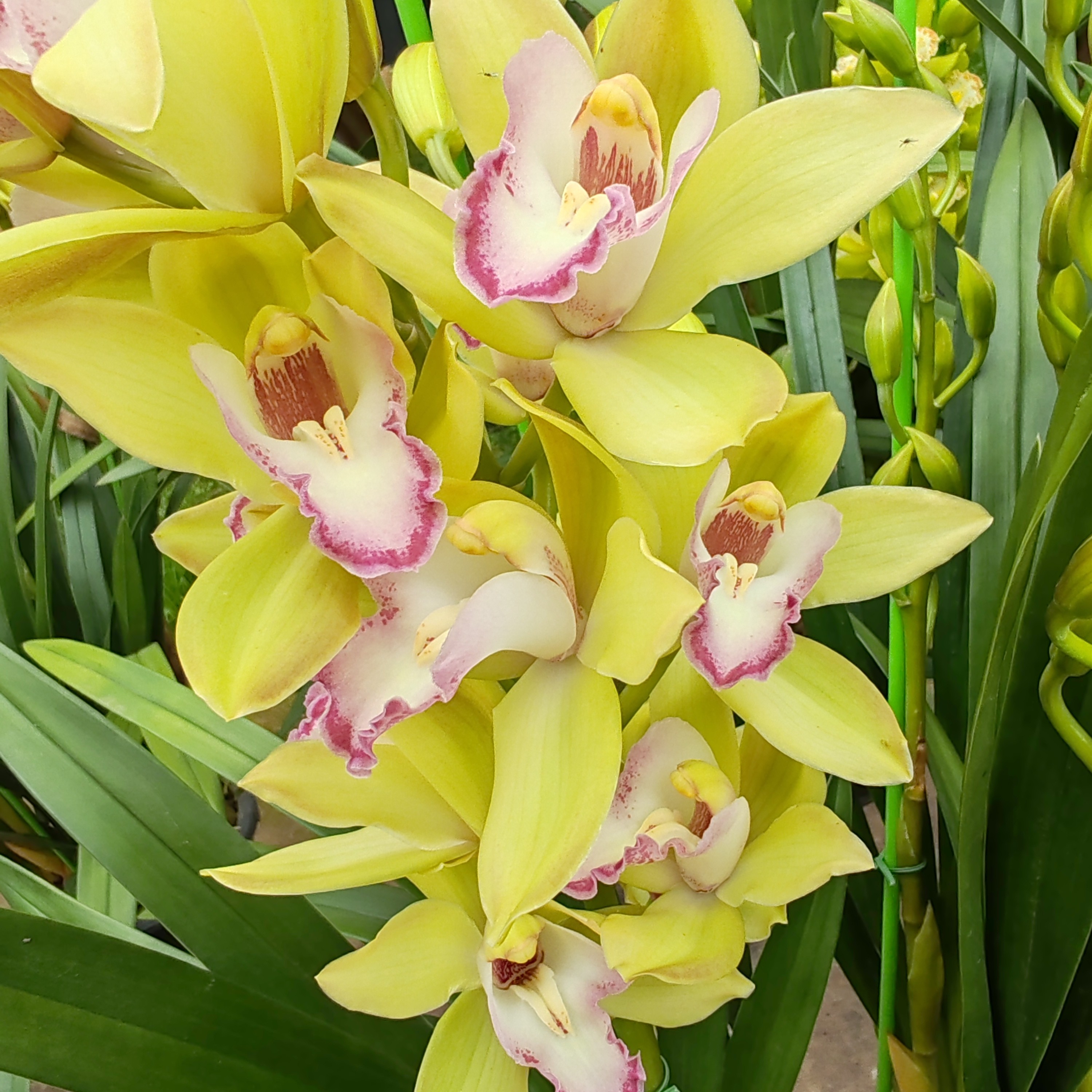 大花蕙兰（绿色翅膀）掉2—5个花苞不售后