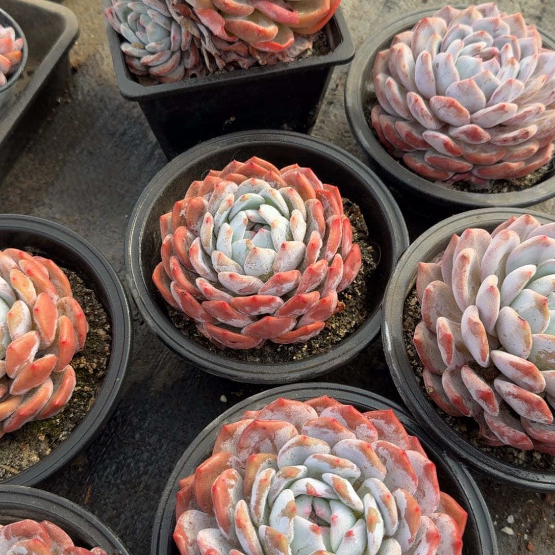 高***原大单头精品橙子多肉脱土