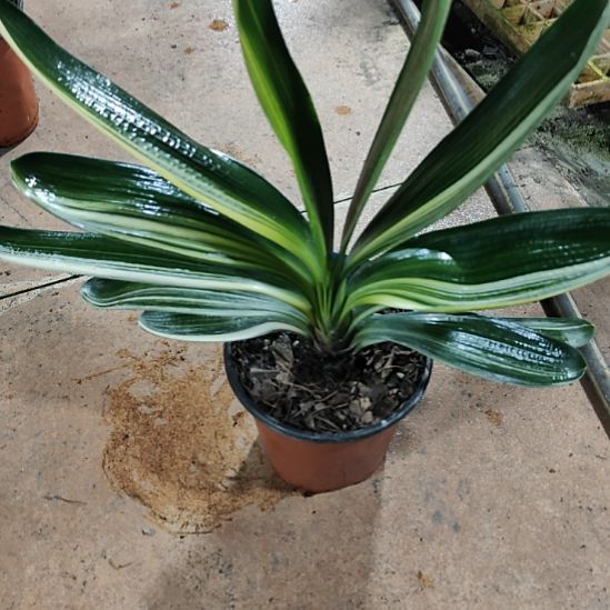 等***福完全开放君子兰完全开放