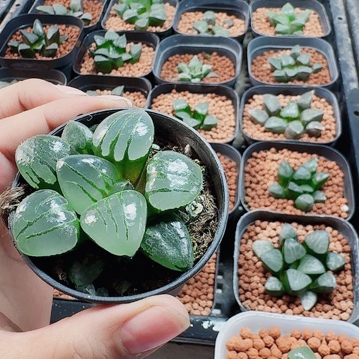 ****️十二卷 翠虎 巨大福利