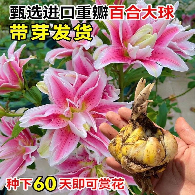 【新疆包邮】香水百合种球重瓣百合盆栽阳台四季百合花多花 苞浓香
