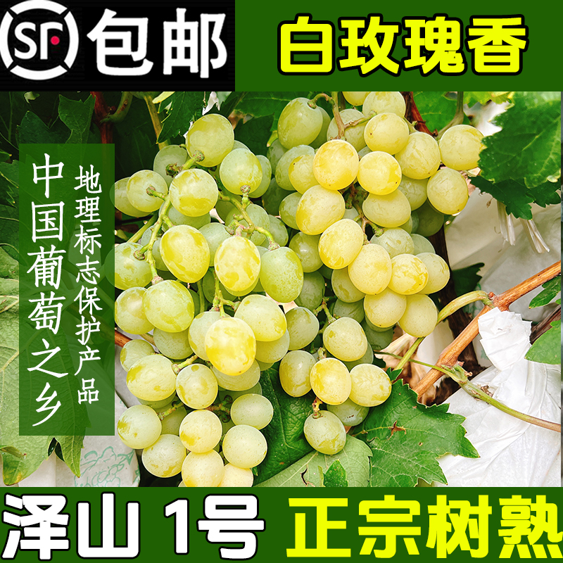 山东特产大泽山白玫瑰香葡萄新鲜现摘泽山一号多汁当季水果包邮