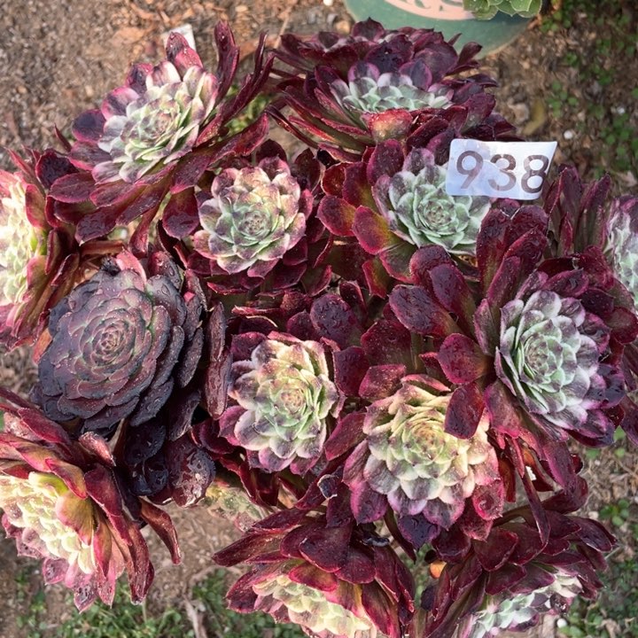 938多肉植物油彩画