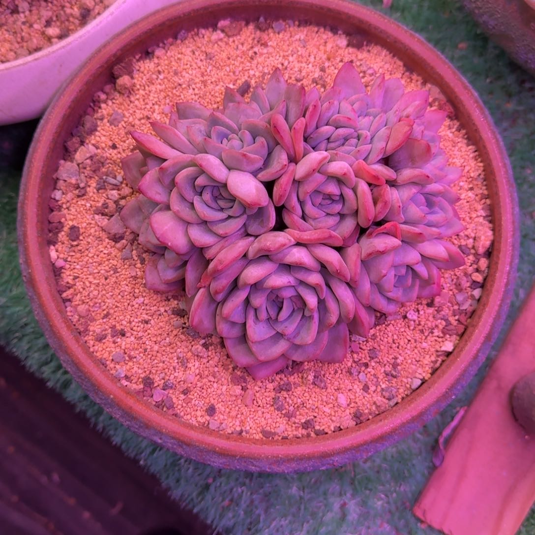 泡芙缀化无砍老桩