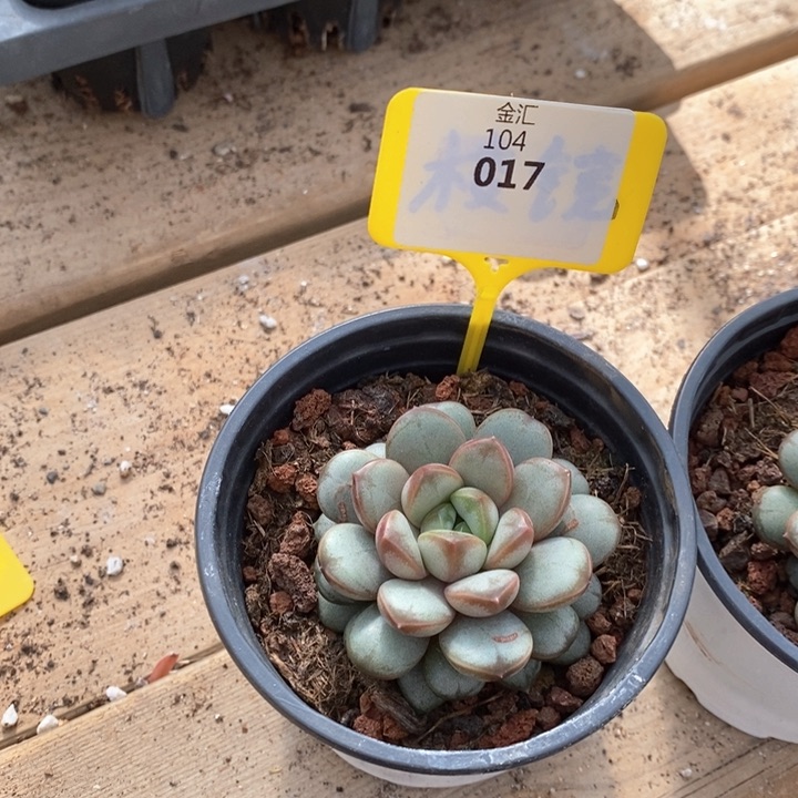 104017紫葡萄单头