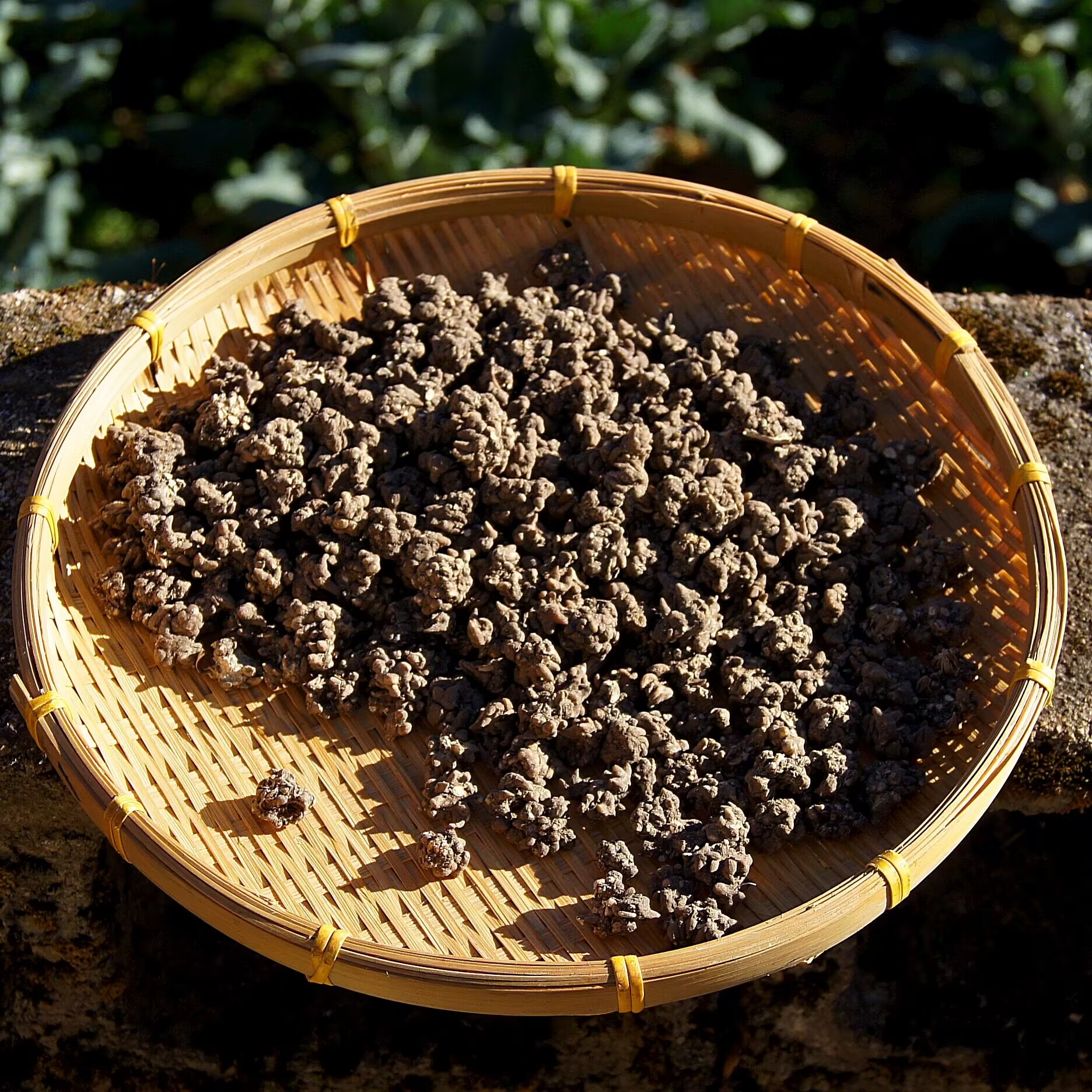 山货猫爪草【阿豪精选】