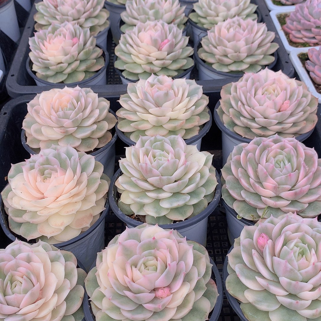 昂斯洛锦3456788990000