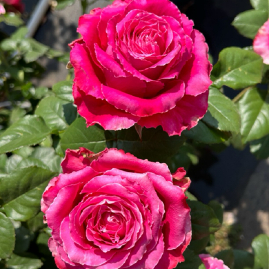 电影明星/大富贵月季 根接大花 超出纸箱高度修剪