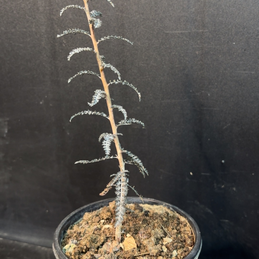 索科特拉橄榄元旦8折活动