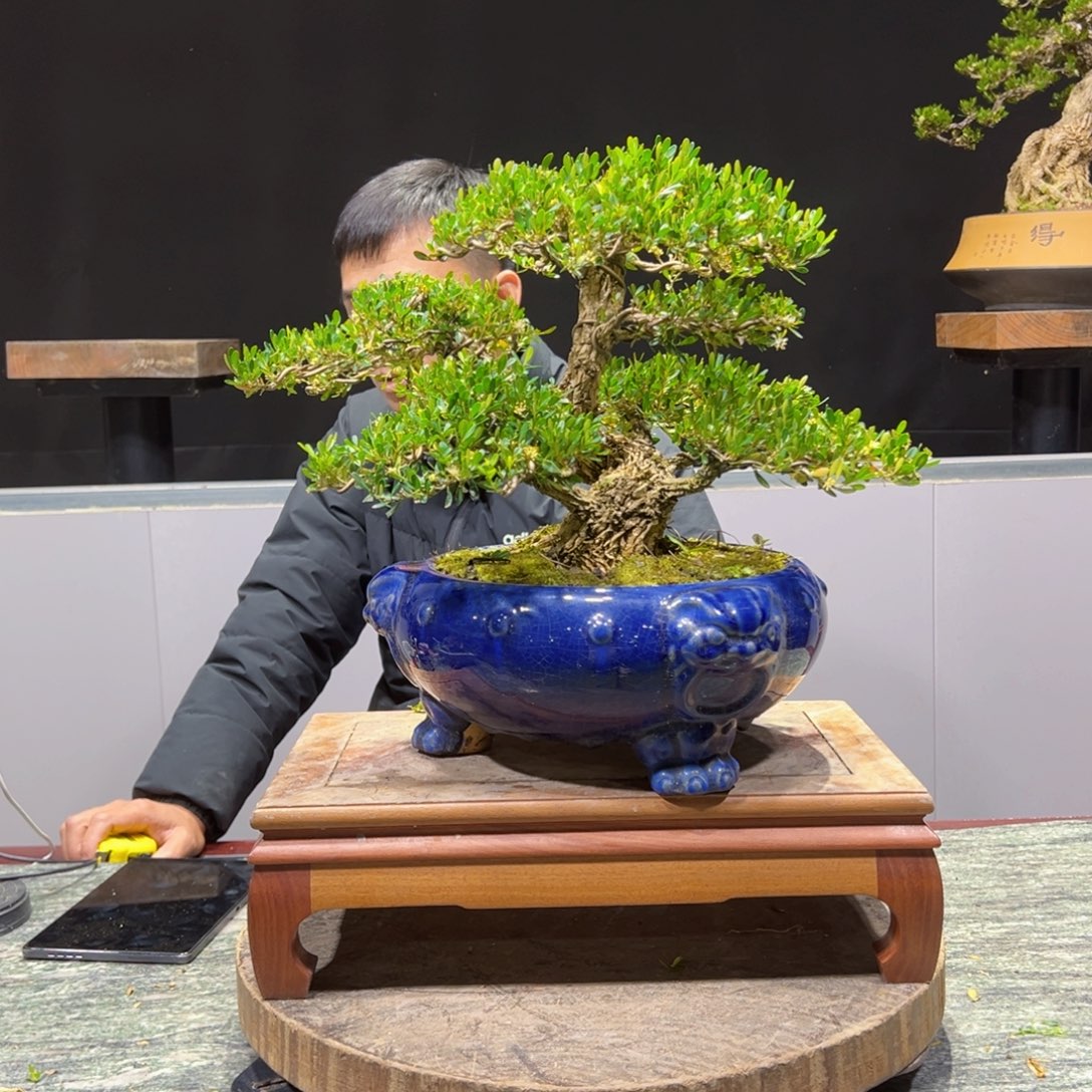 黄杨盆景老桩四季长青