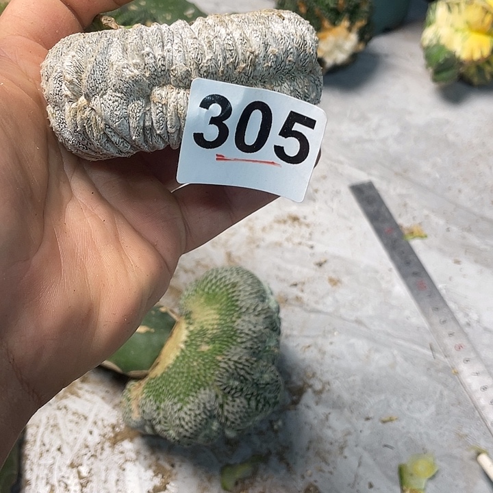 完全开放305恩中缀