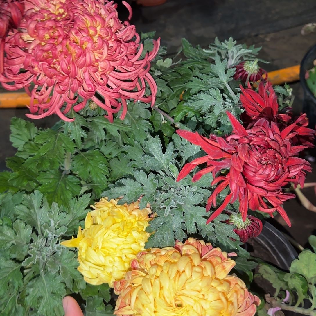 全部花朵E33333333