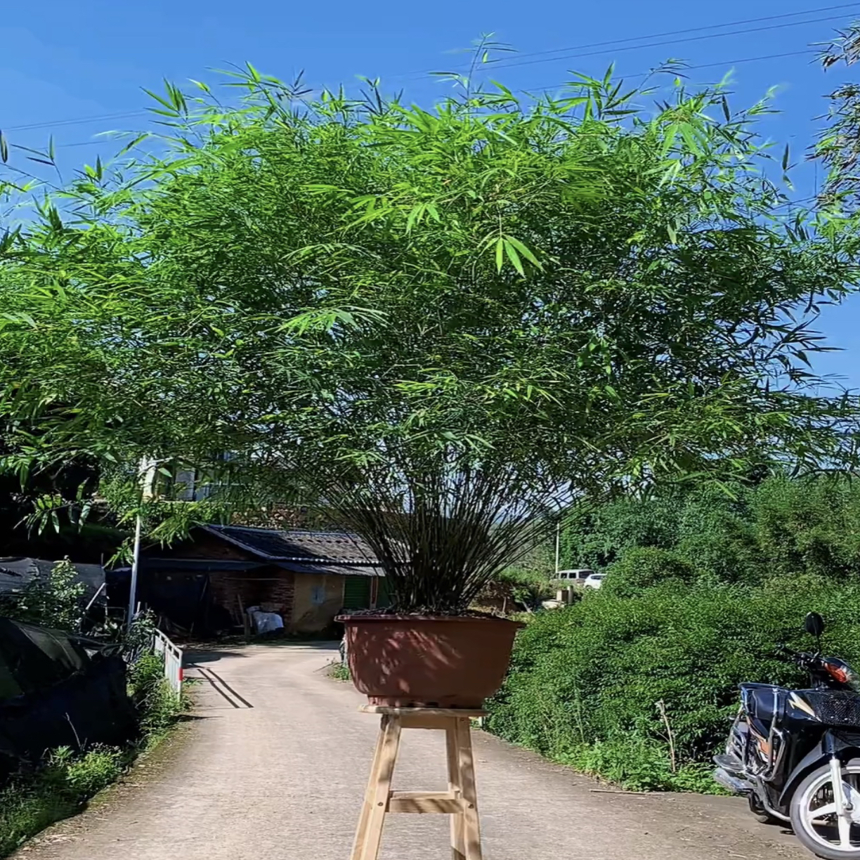 竹子链接一物一拍