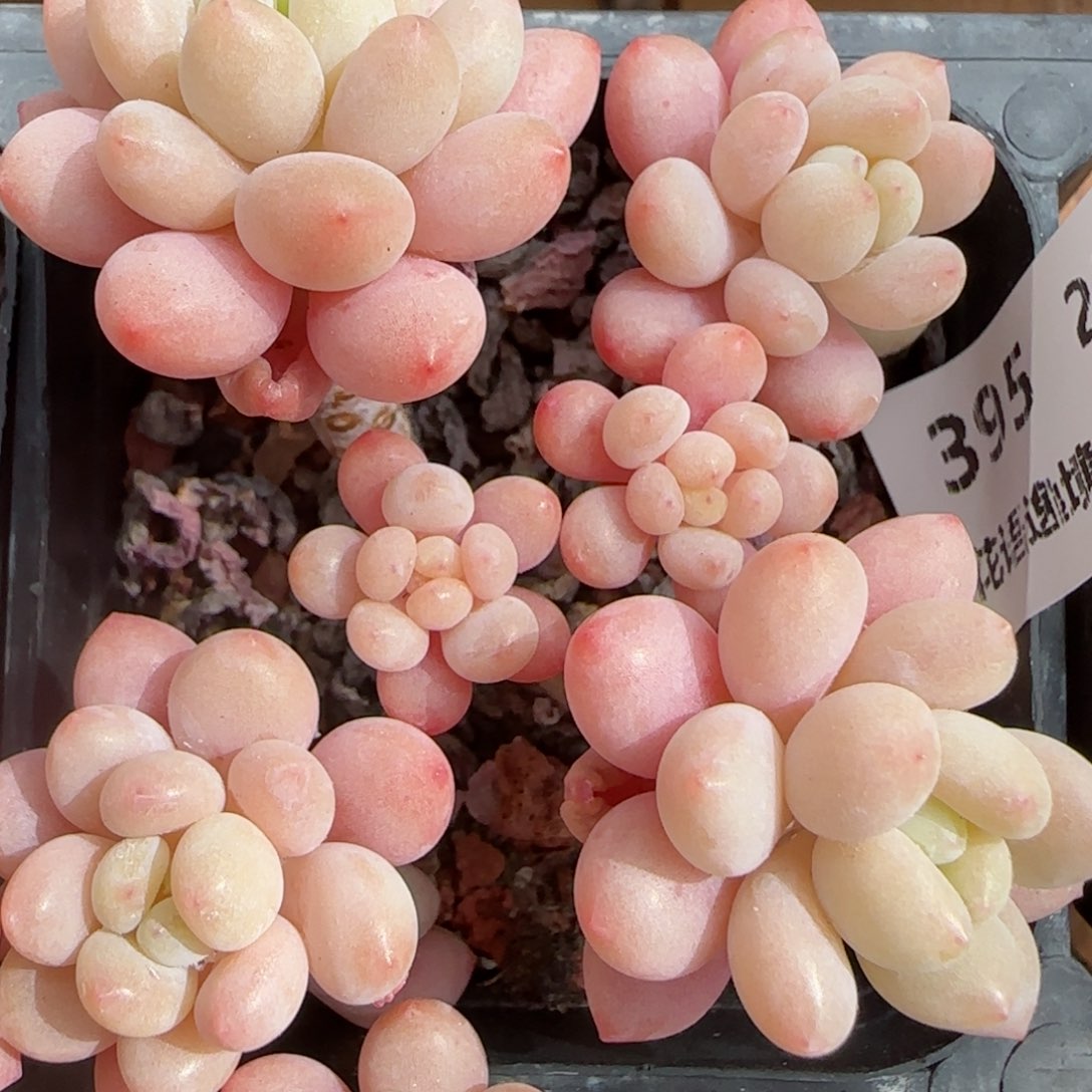 花语逸镜0206-395