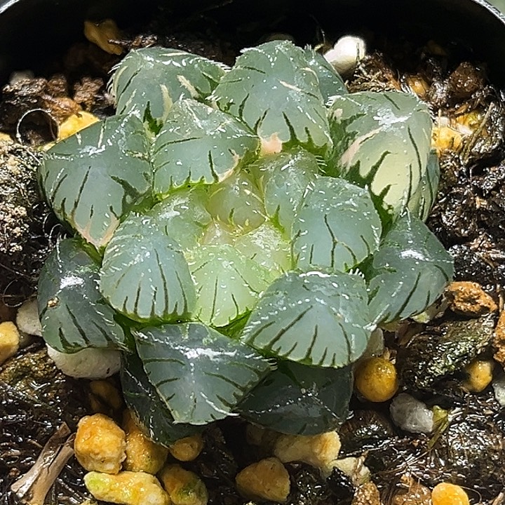 108冰灯毛雨露锦头家多肉十二卷