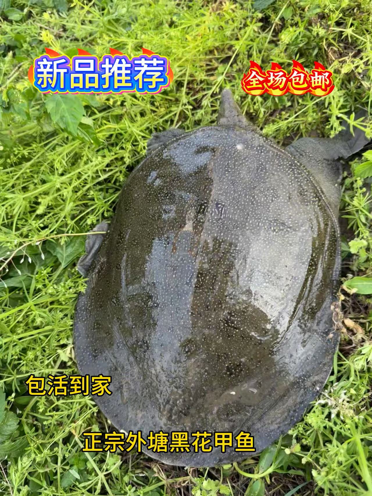 （福利1只）湖北监利外塘生态养殖黑花甲鱼原产地直发