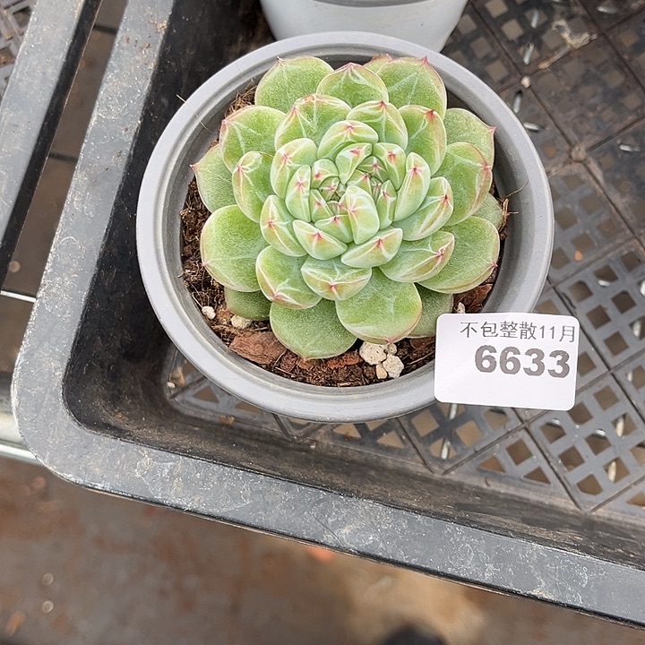 阿雅园艺。       6633雪花