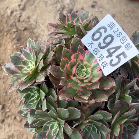 万话筒多肉植物大厦6945