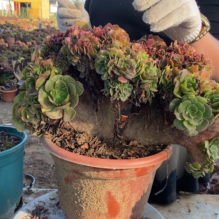 梦***裳316玫瑰玫瑰玫瑰玫瑰玫瑰