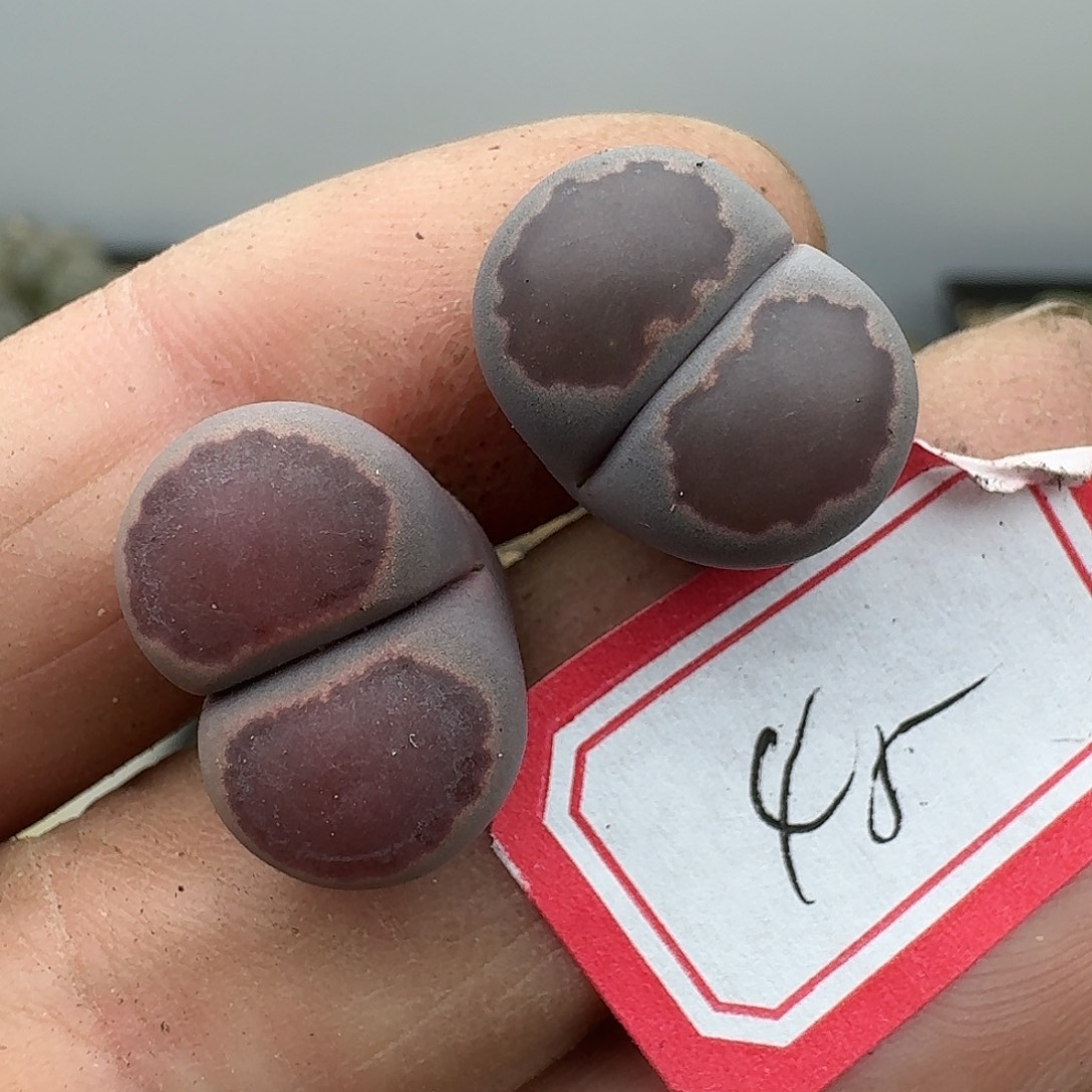 45多肉哈哈哈哈哈哈哈哈