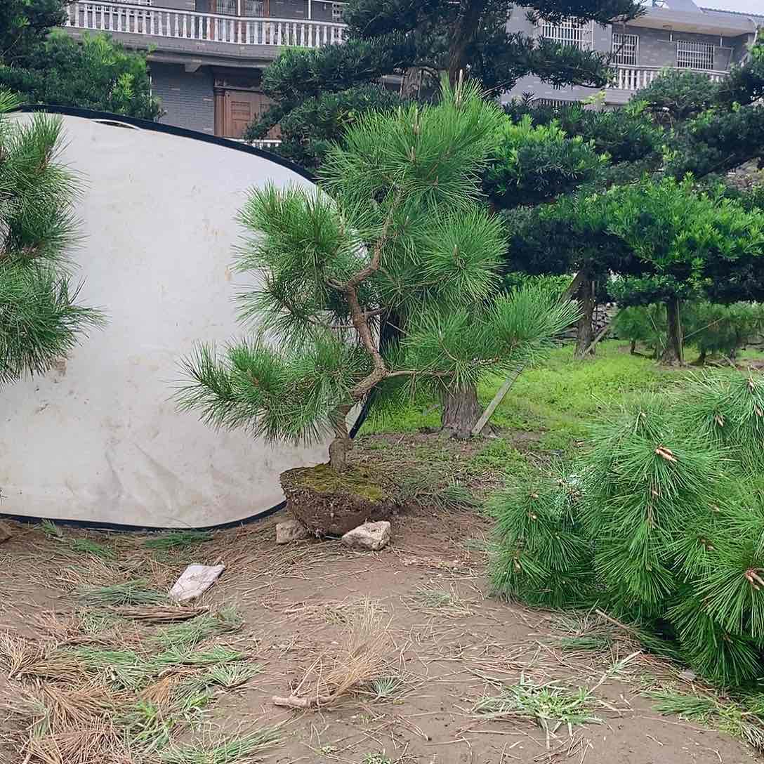 不开花植物青*黑松