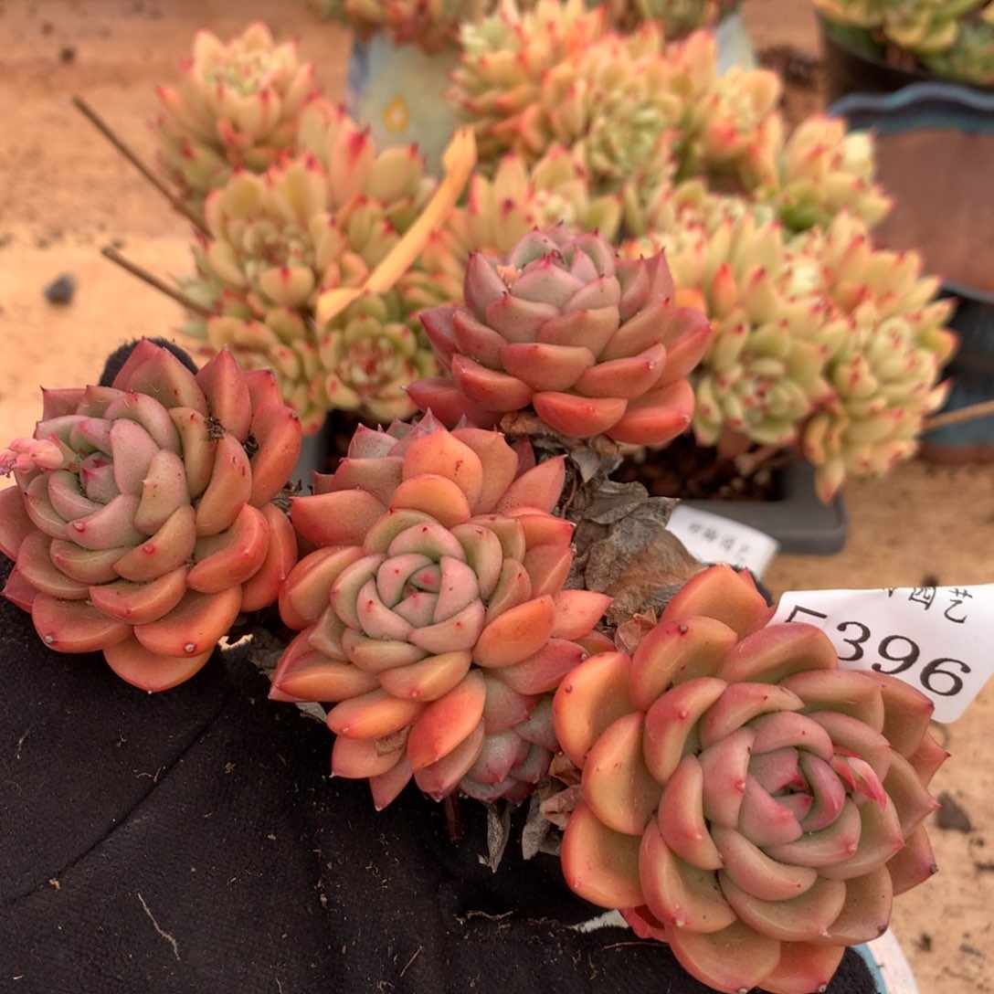 5396杂交多肉植物