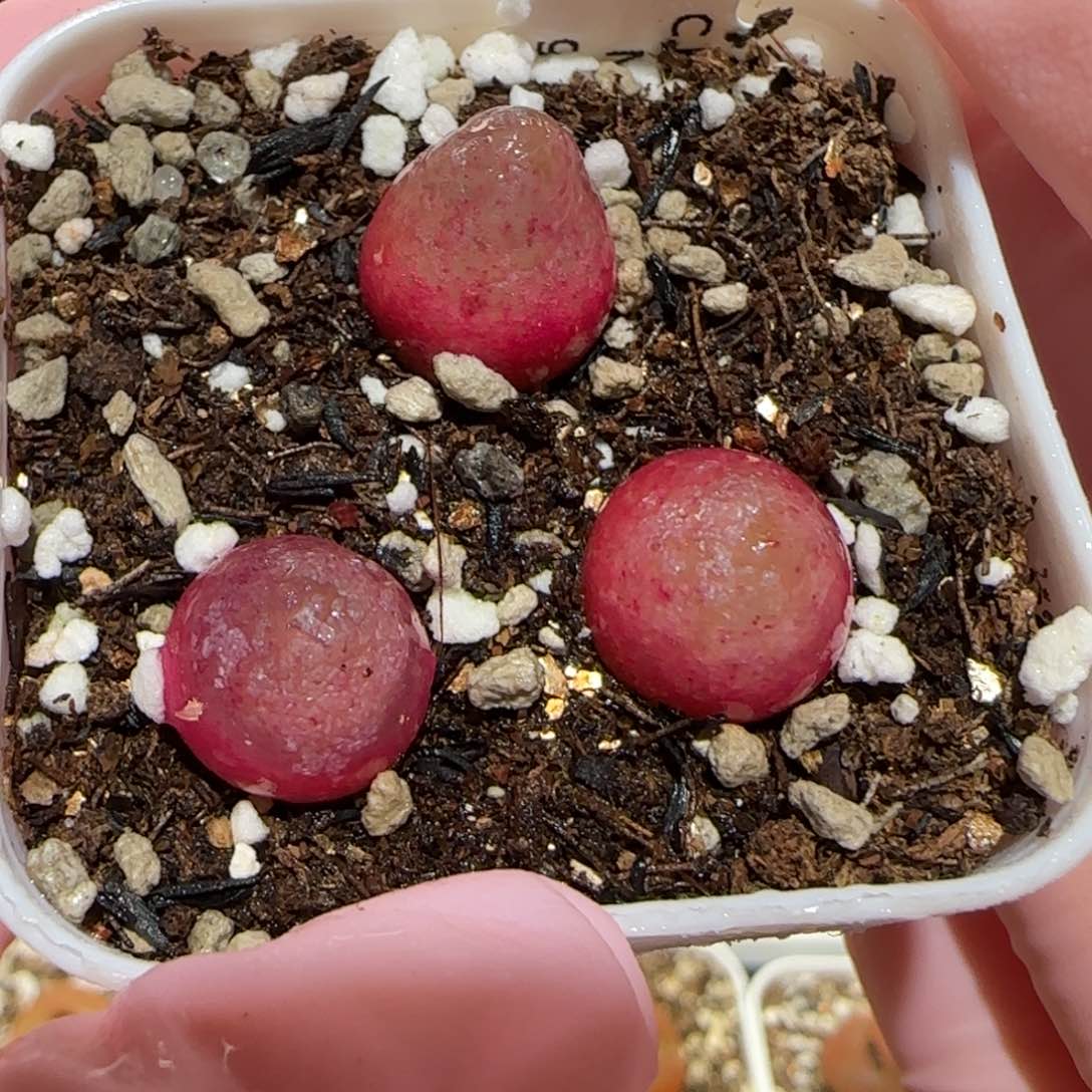 肉锥多肉植物百科6-灯泡一盆667