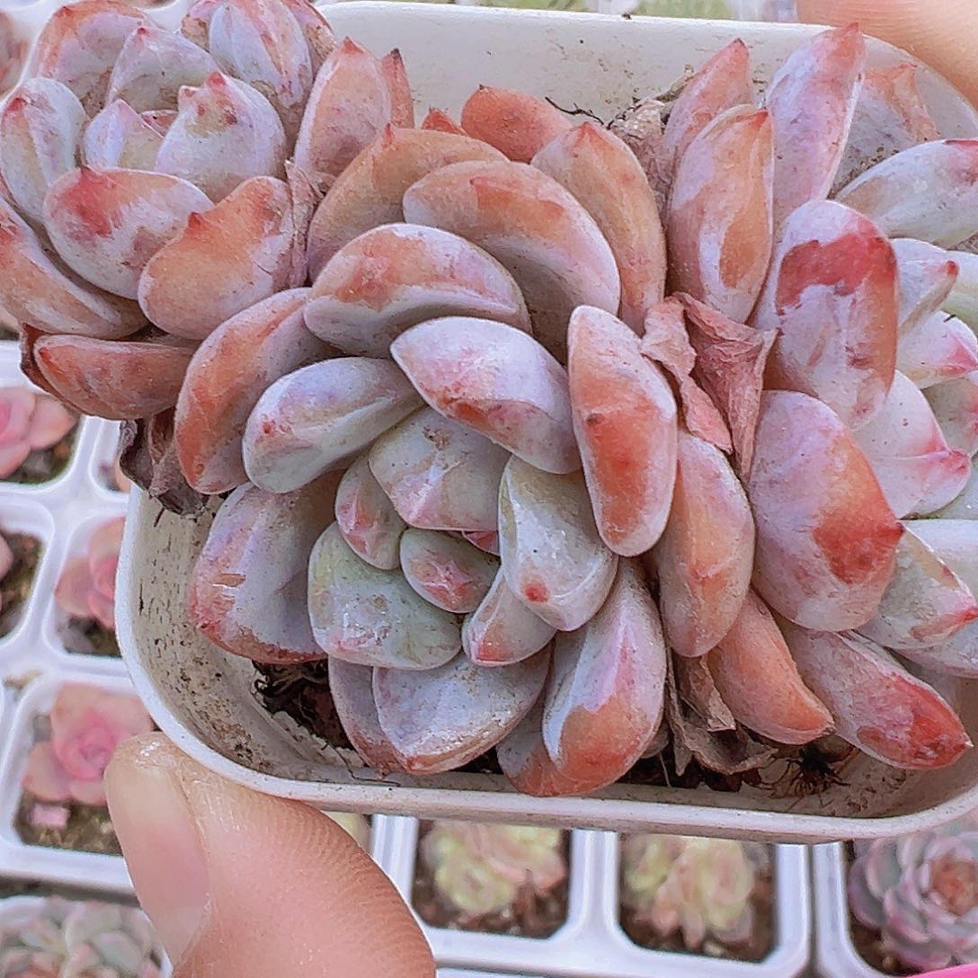 樱花橙群19包邮多肉植物