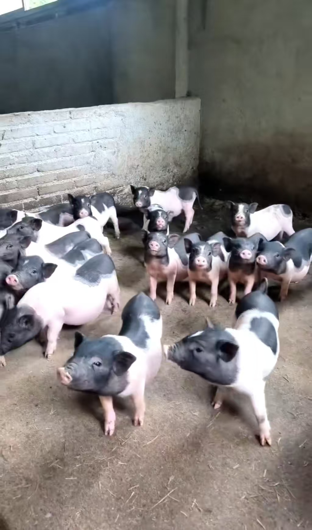 新鲜土香猪头（以直播间称重为准）