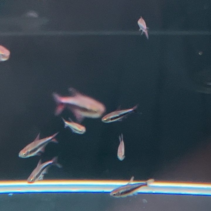 海水鱼枫血赤挑发色3