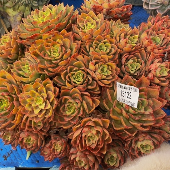 *️***贝拉13122多肉