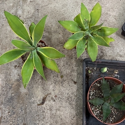 ****狐尾黄腹轮老桩植物