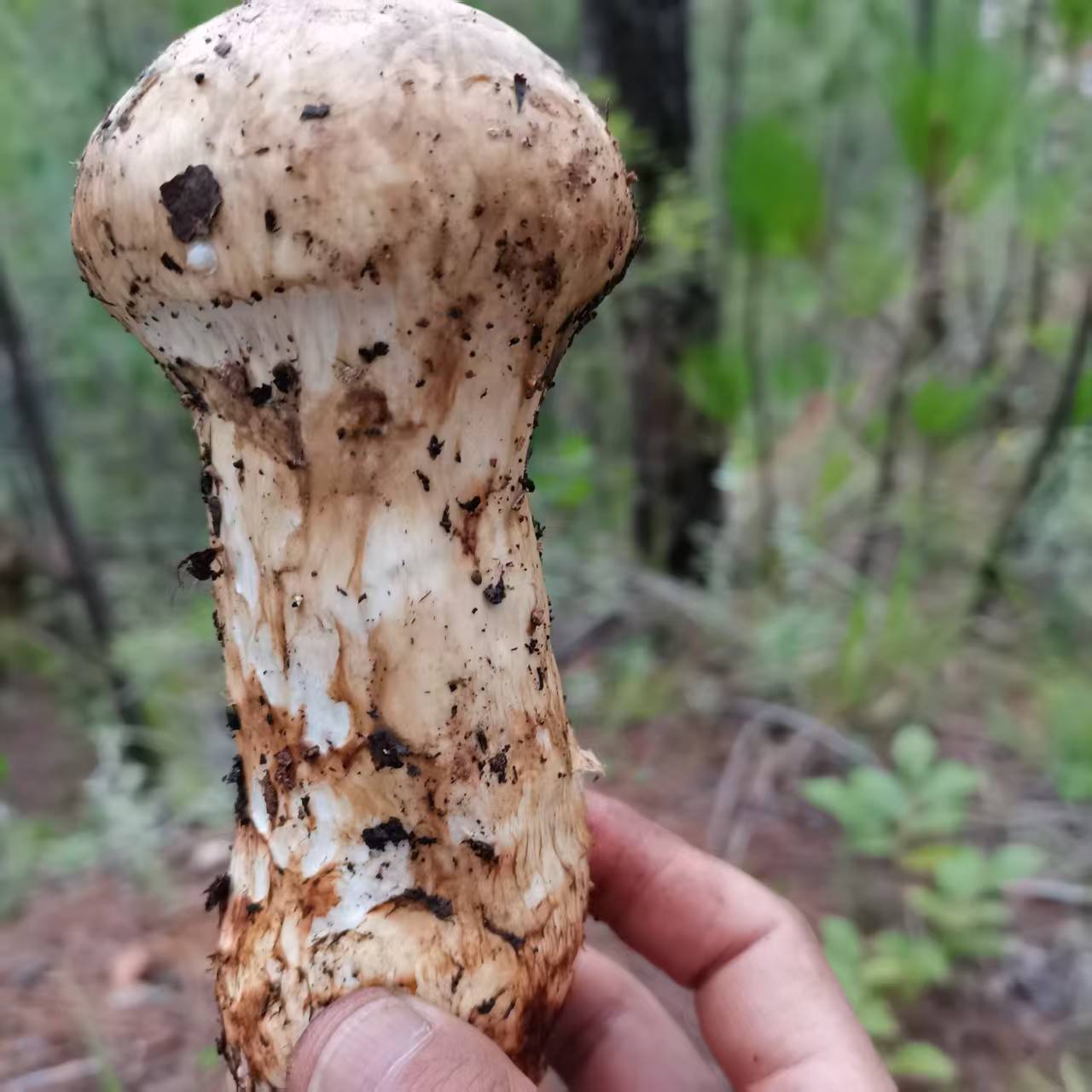 云南香格里拉新鲜松茸菌菇现挖空运冷链营养丰富可刺身食用