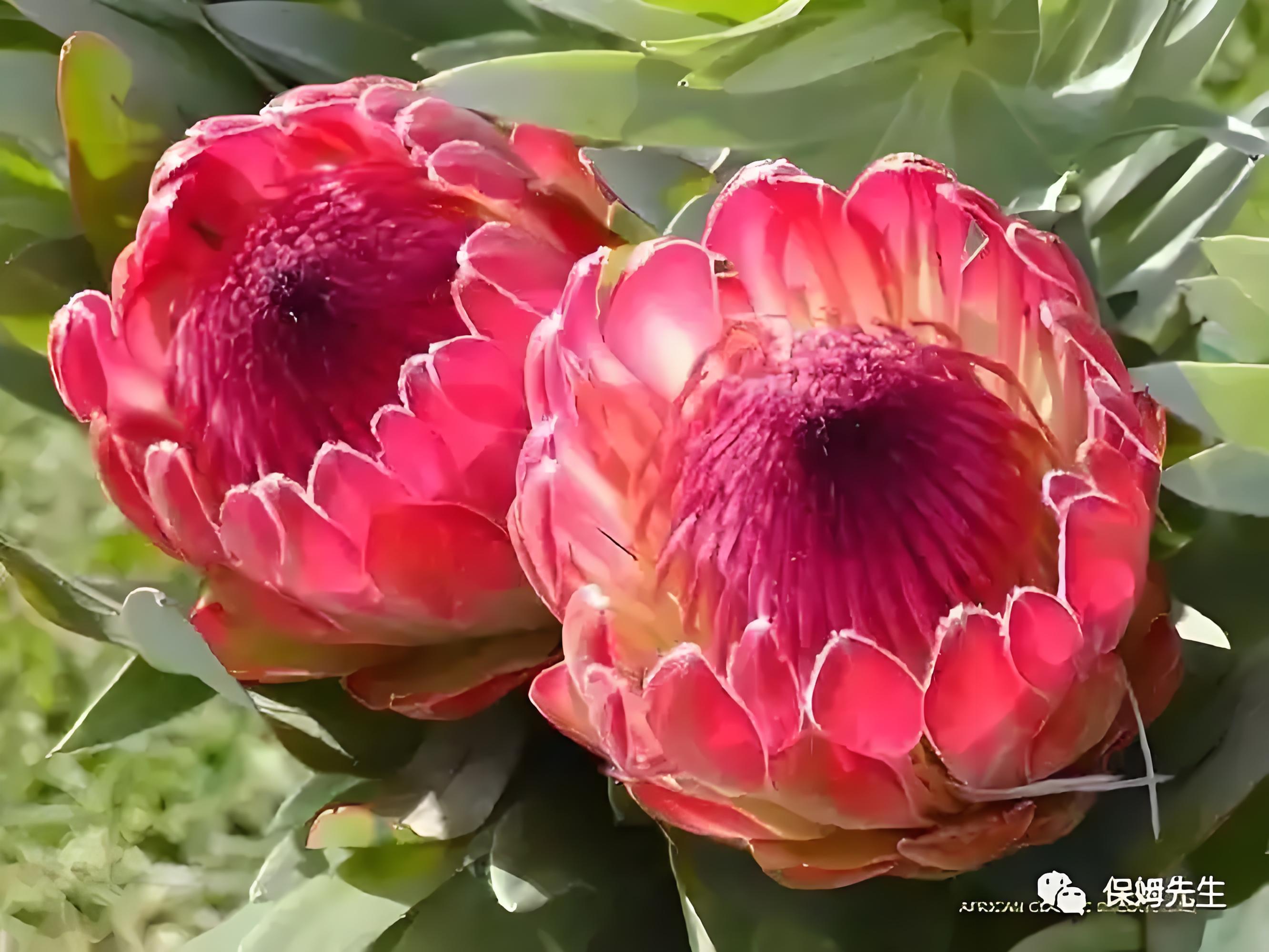 公主南非  小棠鲜花昆明直发