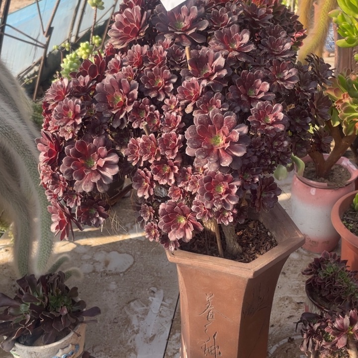 1053，黑铜壶缀朵朵瑕疵