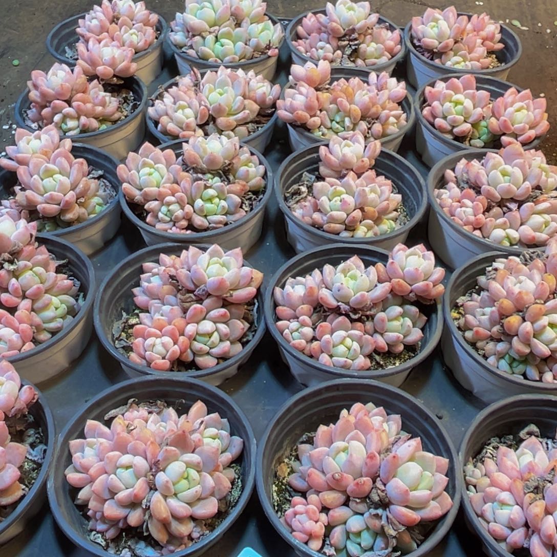 宁***麻507多肉葡萄的味道真的是