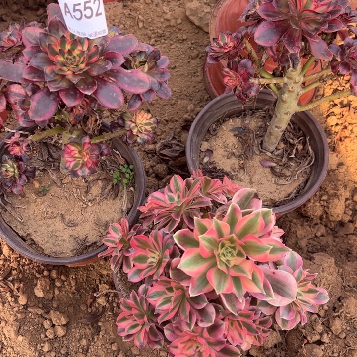 组合多肉植物552.